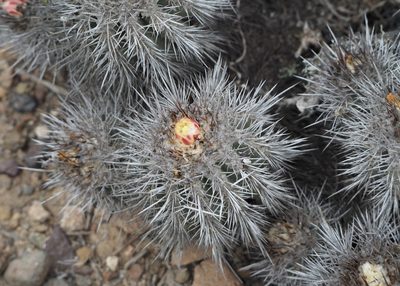 Copiapoa coquimbana, photographed by John G. Phillips