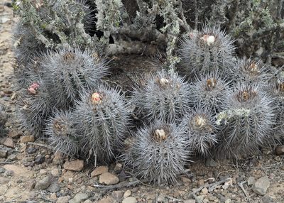Copiapoa coquimbana, photographed by John G. Phillips