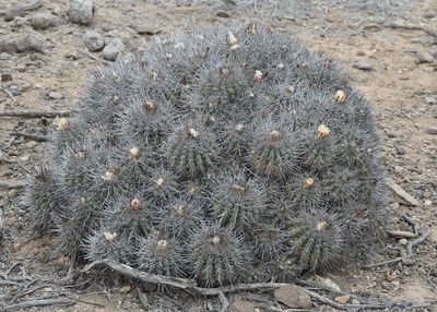Copiapoa coquimbana, photographed by John G. Phillips
