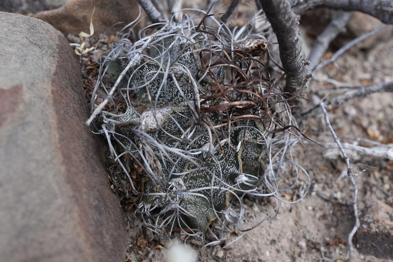 Astrophytum capricorne, photographed by P Gonzalez Zamora