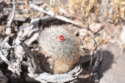 Mammillaria pottsii, photographed by P Gonzalez Zamora