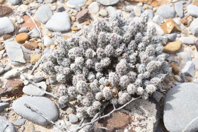 Grusonia bulbispina, photographed by P Gonzalez Zamora