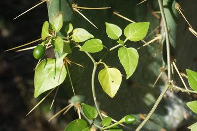 Capsicum annuum, photographed by Center for Urban Ecology