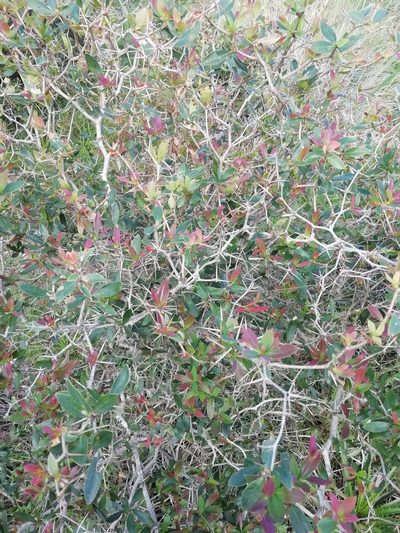 Berberis laurina, photographed by Agustina Medina
