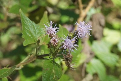 Tamaulipa azurea, photographed by Center for Urban Ecology