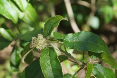 Croton cortesianus, photographed by Center for Urban Ecology