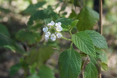 Lantana velutina, photographed by Center for Urban Ecology