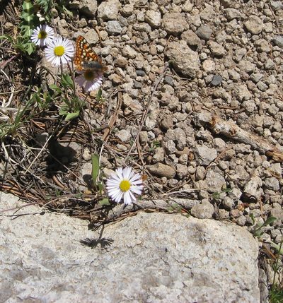 Erigeron ursinus, photographed by John Brew