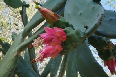 Opuntia cochenillifera, photographed by Center for Urban Ecology