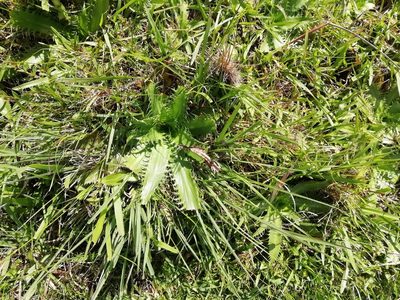 Eryngium serra, photographed by Agustina Medina