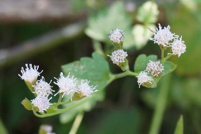 Fleischmannia incarnata, photographed by Center for Urban Ecology