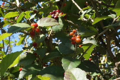 Xylosma flexuosa, photographed by Center for Urban Ecology