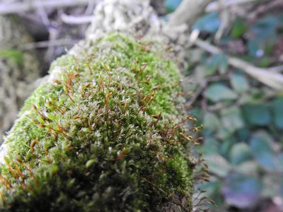 Rhynchostegium confertum, photographed by Susan Marley
