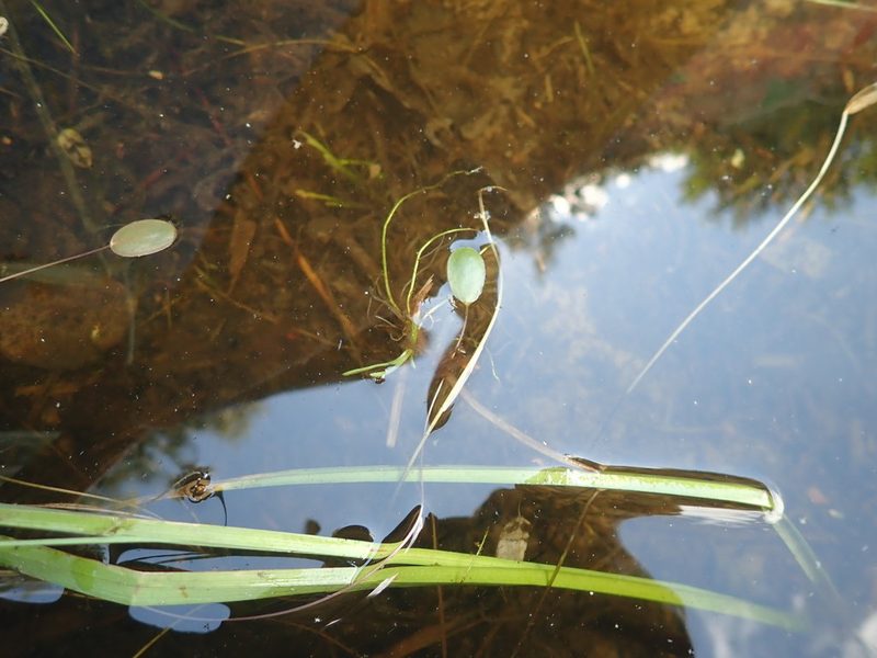 Luronium natans, photographed by Grzegorz Grzejszczak