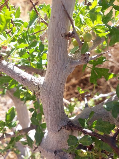 Searsia tripartita, photographed by Karim Haddad