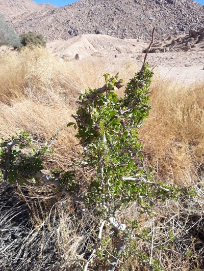 Searsia tripartita, photographed by Karim Haddad