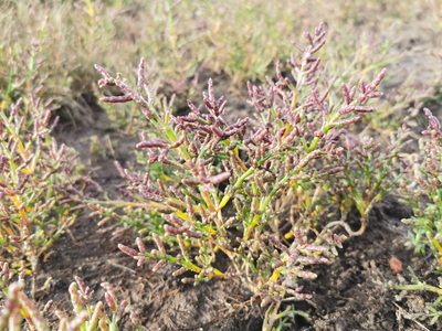 Salicornia europaea, photographed by Grzegorz Grzejszczak