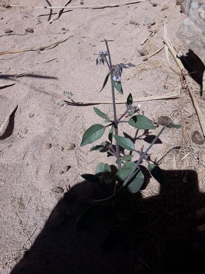 Trichodesma africanum, photographed by Karim Haddad