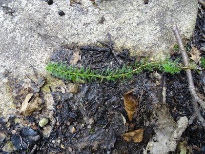 Myriophyllum verticillatum, photographed by Grzegorz Grzejszczak