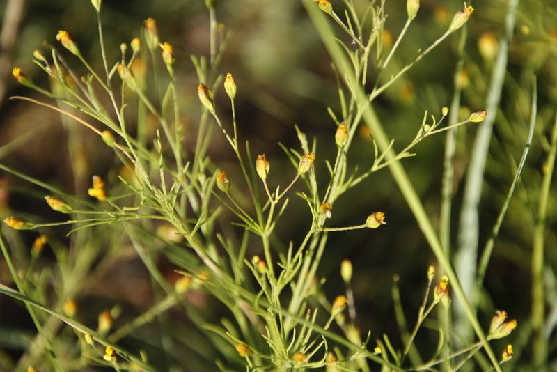 Schkuhria pinnata, photographed by Tony Rebelo