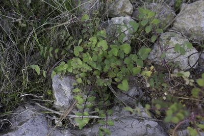 Sonchus tenerrimus, photographed by Tim Johnson