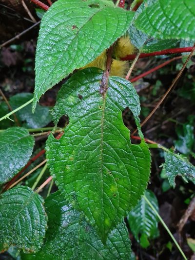 Glossoloma sprucei, photographed by Michael Bakker Paiva