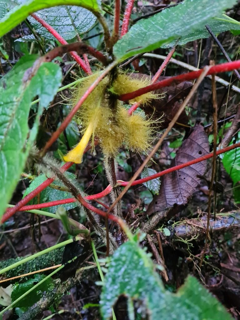 Glossoloma sprucei, photographed by Michael Bakker Paiva