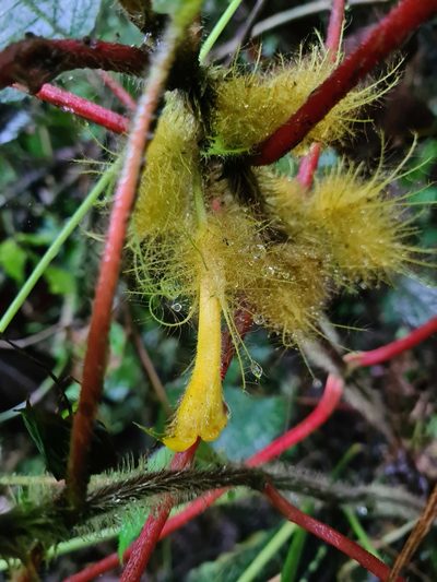 Glossoloma sprucei, photographed by Michael Bakker Paiva