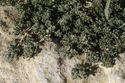 Frankenia hirsuta, photographed by Tim Johnson