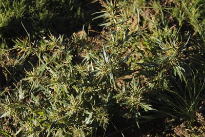 Xanthium spinosum, photographed by Tony Rebelo