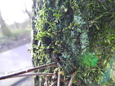 Cryphaea heteromalla, photographed by Susan Marley