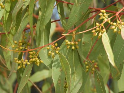 Eucalyptus camaldulensis, photographed by Mary K. Hanson