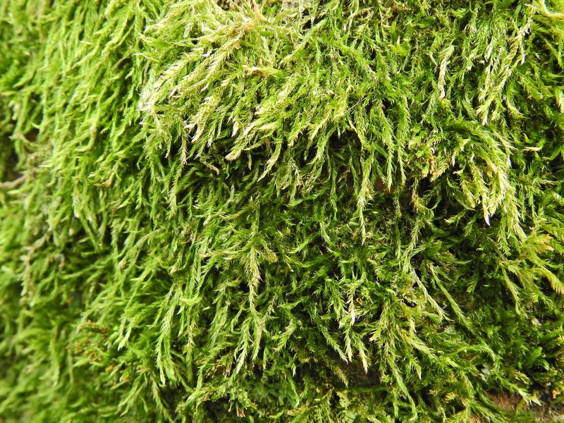Hypnum resupinatum, photographed by Susan Marley