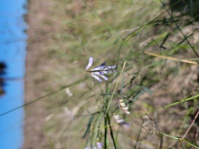 Vicia acutifolia, photographed by Michelle Sevcovas