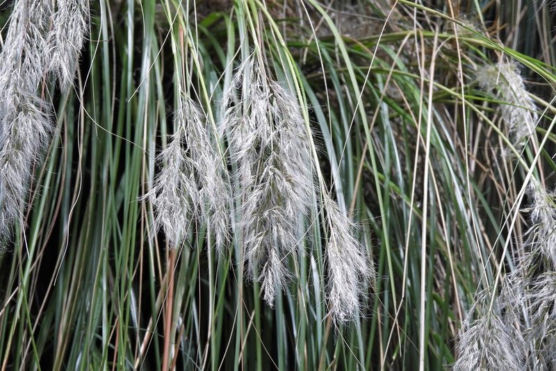 Cortaderia hieronymi, photographed by Hugo Hulsberg