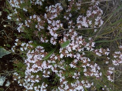 Thymus zygis, photographed by Leonel Morgado