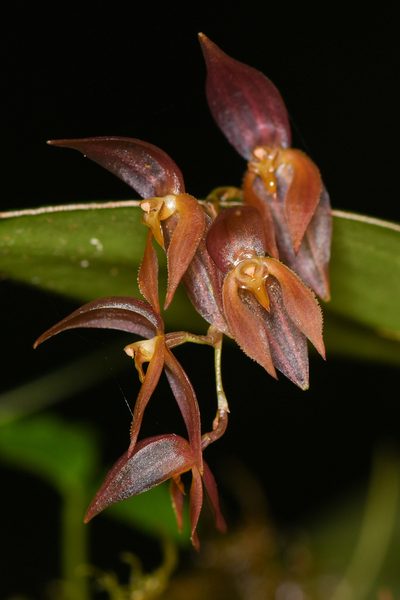 Pleurothallis rowleei, photographed by Trevor Van Loon