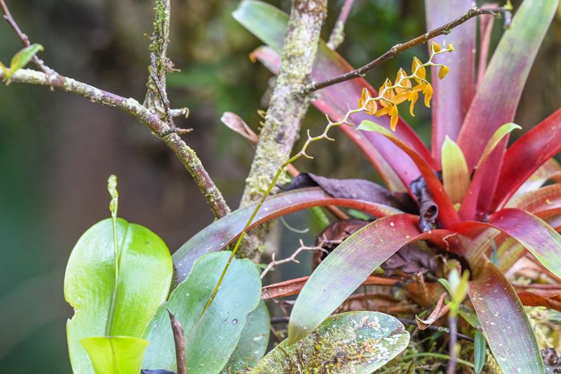 Stelis immersa, photographed by Trevor Van Loon