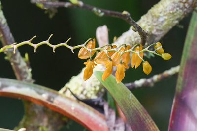 Stelis immersa, photographed by Trevor Van Loon