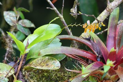 Stelis immersa, photographed by Trevor Van Loon