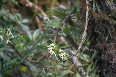 Maxillaria inaudita, photographed by Trevor Van Loon