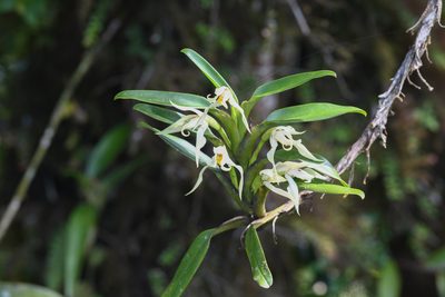 Maxillaria inaudita, photographed by Trevor Van Loon