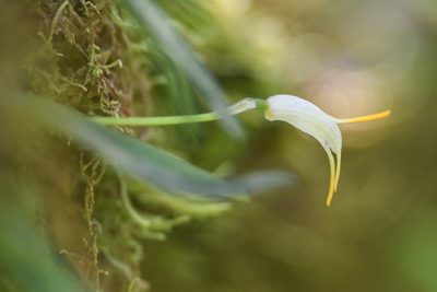 Masdevallia chontalensis, photographed by Trevor Van Loon