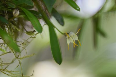 Masdevallia chontalensis, photographed by Trevor Van Loon