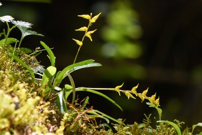 Specklinia costaricensis, photographed by Trevor Van Loon
