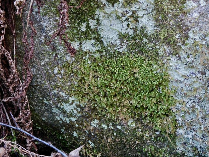 Fissidens bryoides, photographed by Michael J. Papay