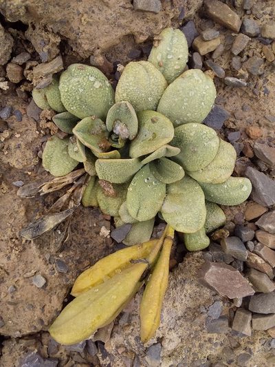 Aschersoniodoxa mandoniana, photographed by Humber Alberto