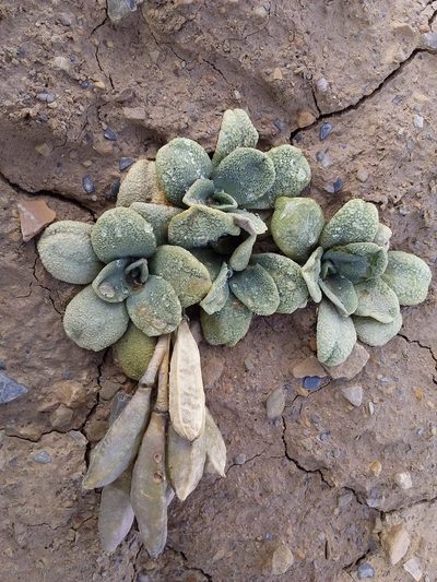 Aschersoniodoxa mandoniana, photographed by Humber Alberto