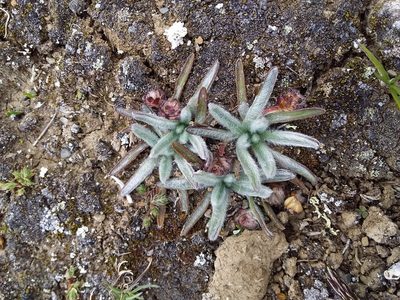 Plantago nubicola, photographed by Humber Alberto