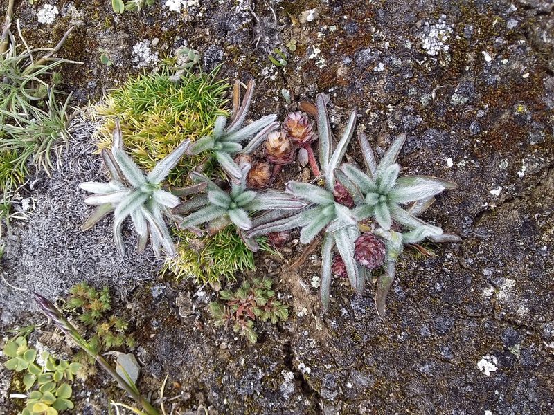 Plantago nubicola, photographed by Humber Alberto